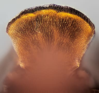 Formica aserva photo 39