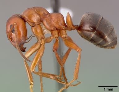 Formica aserva — queen photo 3