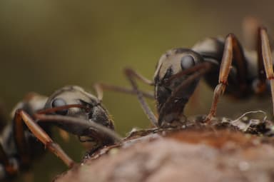 Formica cinerea photo 46