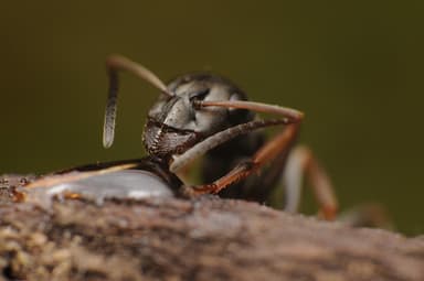 Formica cinerea photo 48