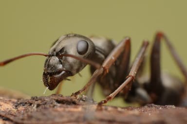 Formica cinerea photo 49