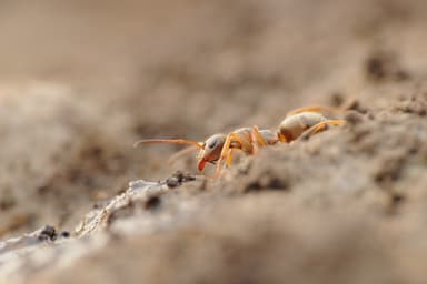 Formica cinerea photo 50