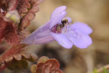Formica cinerea photo 53