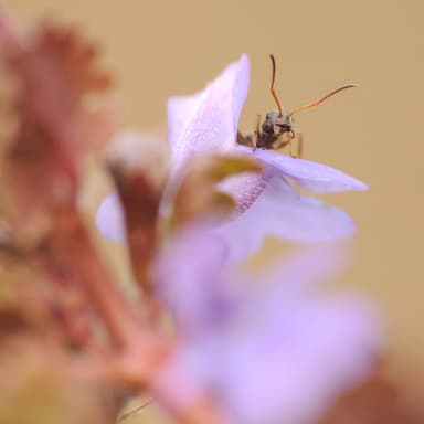 Formica cinerea photo 54