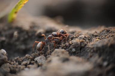 Formica cinerea photo 56