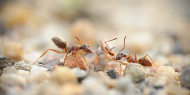 Formica cinerea photo 58