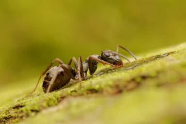 Formica cinerea photo 59