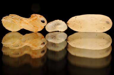 Formica cinerea — colony photo 61