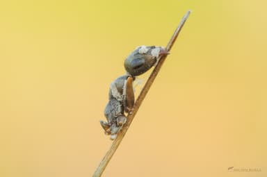 Formica cinerea photo 62