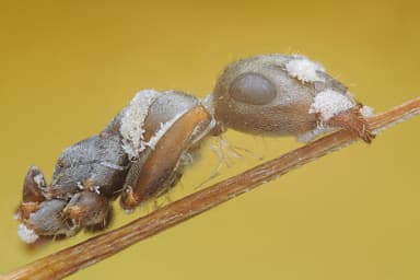 Formica cinerea photo 63