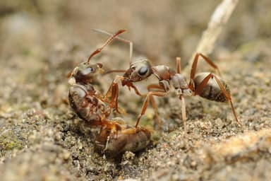 Formica cinerea photo 66