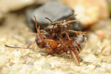 Formica cinerea photo 67