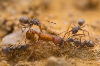 Formica cinerea photo 68