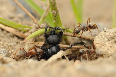 Formica cinerea photo 69