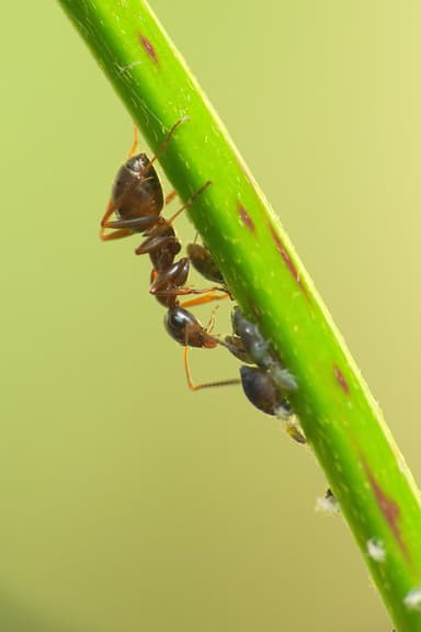 Formica cinerea photo 71