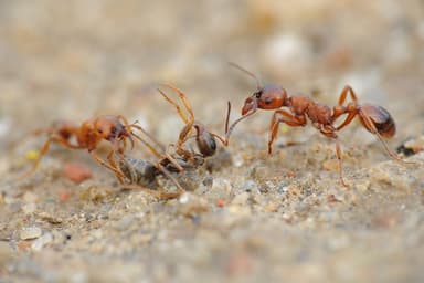 Formica cinerea photo 72