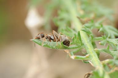 Formica cinerea photo 73