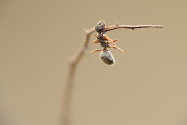 Formica cinerea photo 76