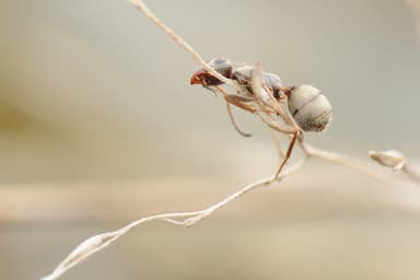 Formica cinerea photo 78