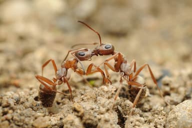 Formica cinerea photo 82