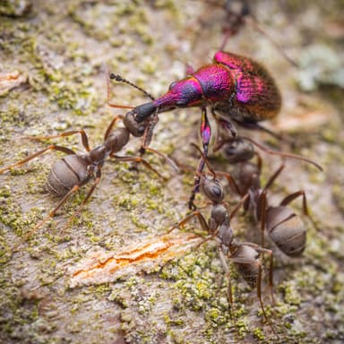 Formica cinerea photo 12