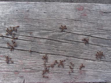 Formica cinerea photo 13