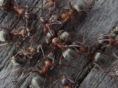 Formica cinerea photo 14