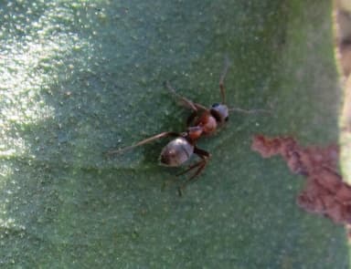 Formica cinerea photo 15