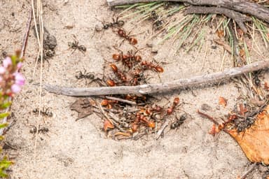 Formica cinerea photo 16