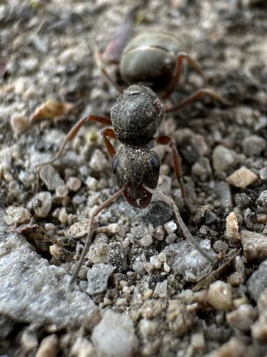 Formica cinerea — queen photo 17