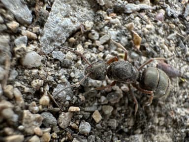Formica cinerea — queen photo 18