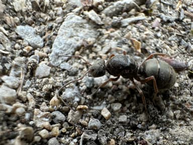 Formica cinerea — queen photo 19
