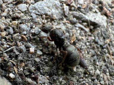 Formica cinerea — queen photo 20