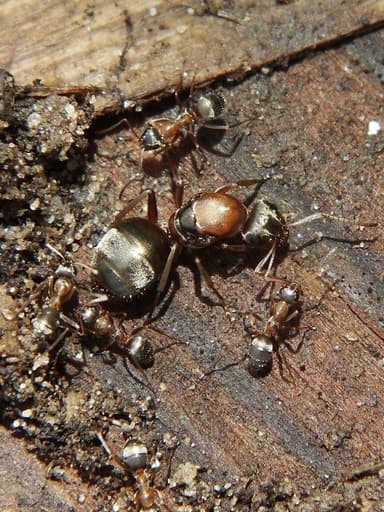 Formica cinerea photo 21