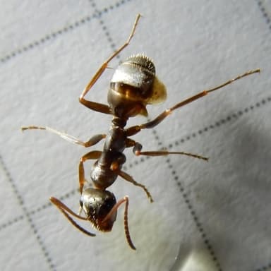 Formica cinerea photo 22