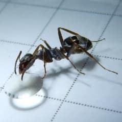 Formica cinerea photo 23