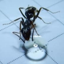 Formica cinerea photo 25