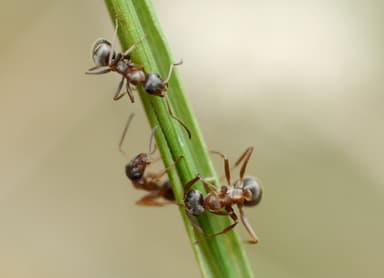 Formica cinerea photo 27