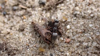 Formica cinerea photo 29