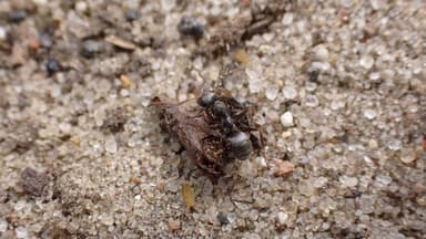 Formica cinerea photo 30