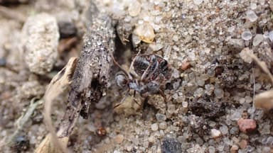 Formica cinerea photo 31