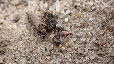 Formica cinerea photo 32