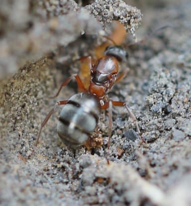 Formica cinerea photo 34