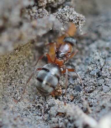 Formica cinerea photo 35