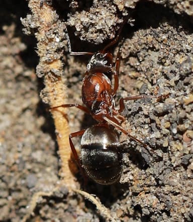Formica cinerea photo 37