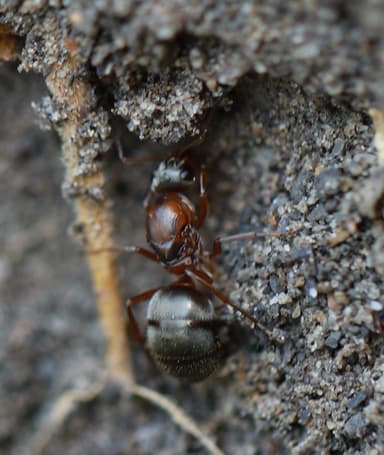 Formica cinerea photo 38