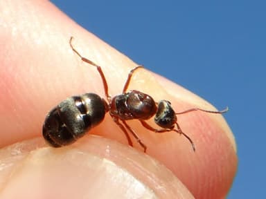 Formica cinerea photo 39