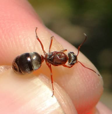 Formica cinerea photo 40