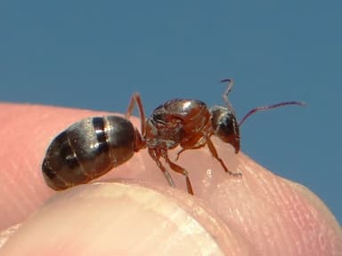 Formica cinerea photo 41