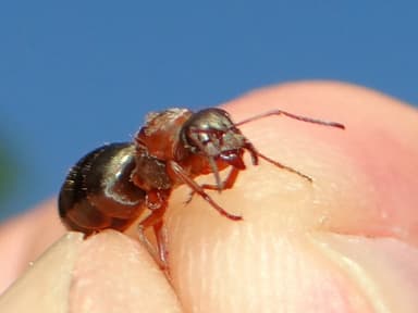 Formica cinerea photo 42
